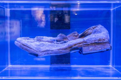 Shoe, Recovered 