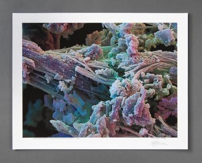 Photograph, Print 